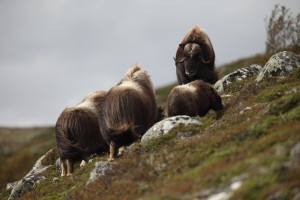 MKO_0831_72