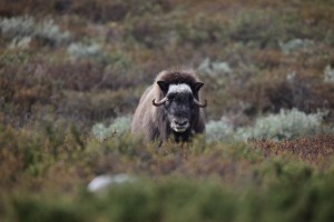 MKO_0984_06