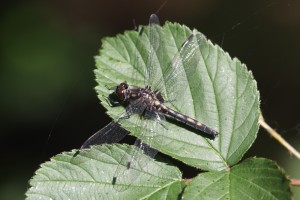 NWL_6710_02