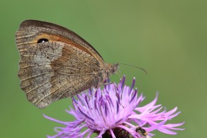 ORZ_9761_02