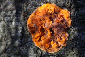 OAZ_4262_03
