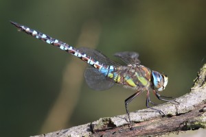 PRB_1065_09