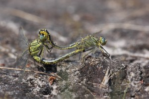 PMB_6881_03