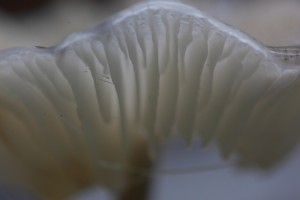 PLZ_1189_13