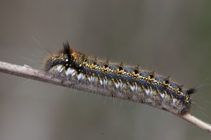 RVK_5113_04