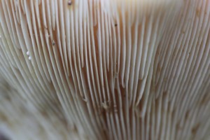 SPJ_2895_12