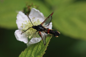 WWV_7356_06