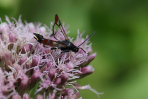 WWV_9449_11