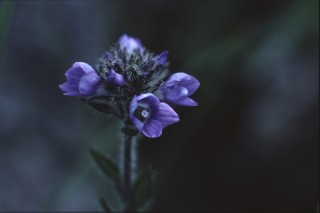 AFsp_22:7:01_38