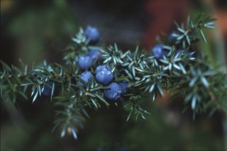 CJP_14:9:02_18