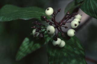 CSB_25:8:03_03