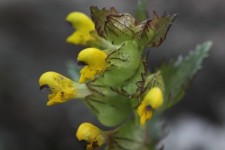KRT_1497_21