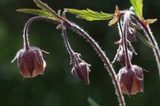 KGK_1473_04
