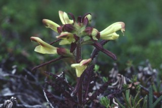 Yellowrattle_YRB_20:7:01_19